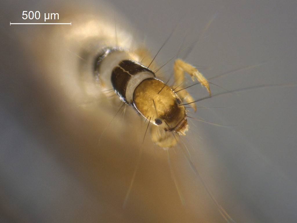 Agraylea multipunctata